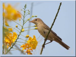 hard to ID Blyth's reed