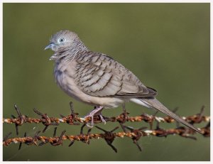 Peaceful Dove