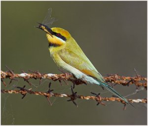 Rainbow bee-eater