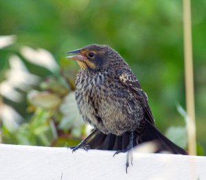 Immature Male Red-winged Blackbird.