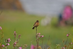 Female Stonechat at the Lizard