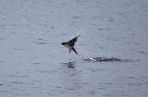 Barn Swallow hunting