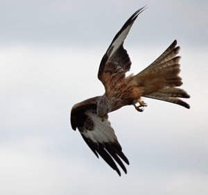 Red Kite