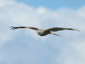 Red Kite