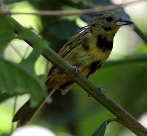 White-shouldered Tanager