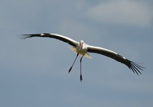 White Stork coming in for landing (1 of 3)