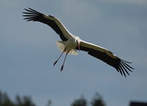 White Stork coming in for landing (2 of 3)