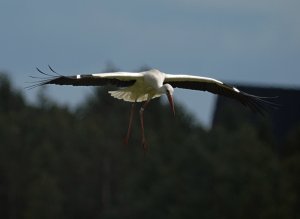 White Stork coming in for landing (3 of 3)