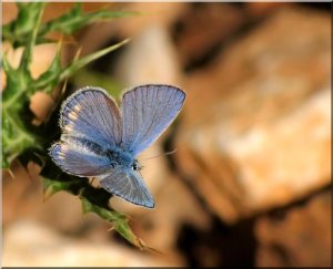 a blue from the Ceder woods