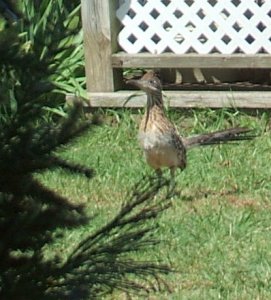 Roadrunner