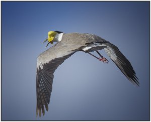 Masked Lapwing