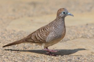 Peaceful Dove