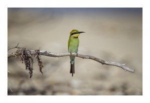 Rainbow bee-eater