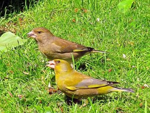 greenfinches