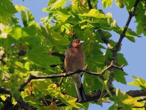 male chaffinch