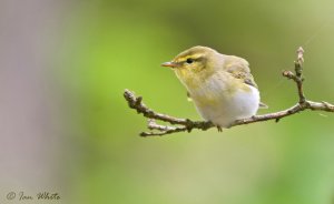 Wood Warbler