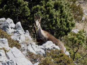 Pyrenean Chamois