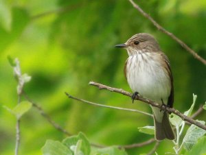 Spotted Flycatcher