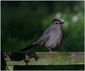 Gray Catbird