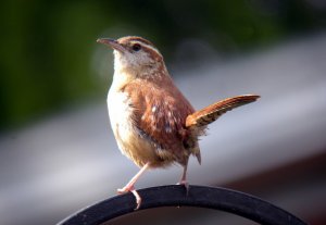 Carolina Wren