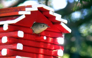 House Wren