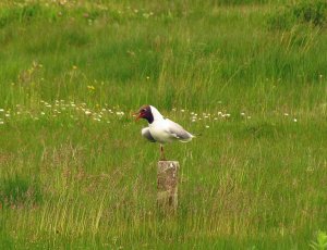 black-headed gull