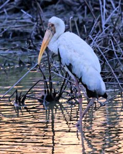 Milky Stork foraging in a lagoon after sunset