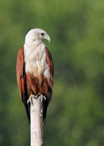 Brahminy Kite keeping watch over mud flats at low tide