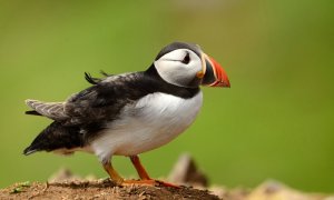 puffin