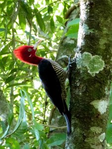 Robust Woodpecker