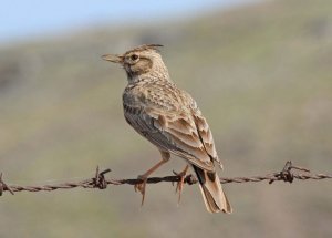 Crested_Lark_Sigri_080512_LQ