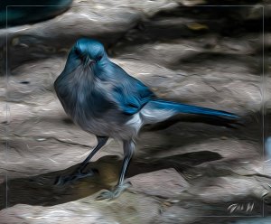 Mexican Jay Digital Oil Painting