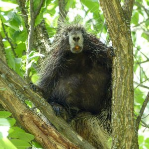 North American Porcupine