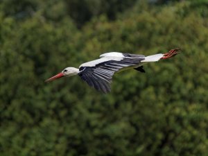 White Stork