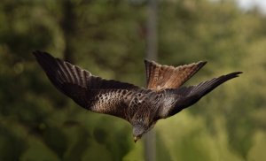 Red Kite