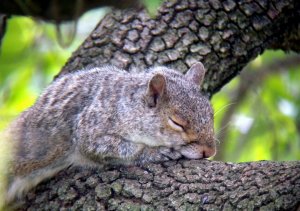 Squirrel Taking a Nap