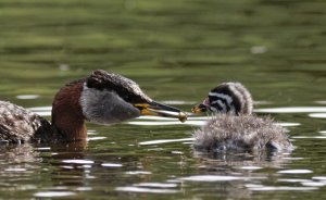 Red-necked Grebes