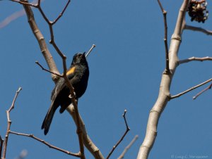 Variable Oriole