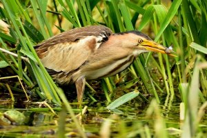 little bittern