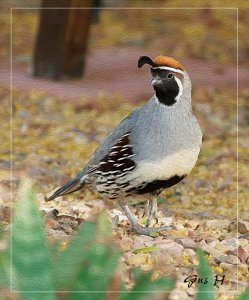 Gambel's Quail digital Oil Painting