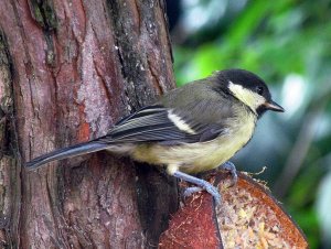 Great Tit