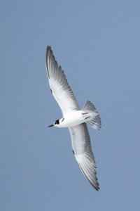 Black Tern