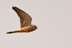 Kestrel