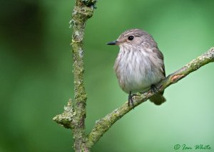 Spotted Flycatcher