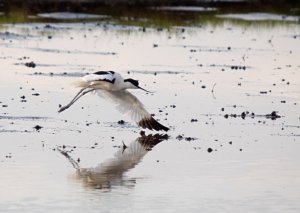 Pied Avocet