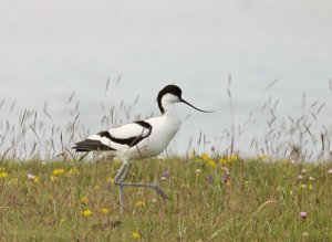 Pied Avocet