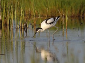 Pied Avocet