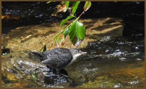 Dipper juvenile