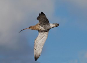 Curlew