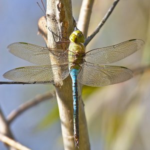 Common Green Darner